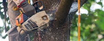 Best Commercial Tree Services  in Airy Heights, WA