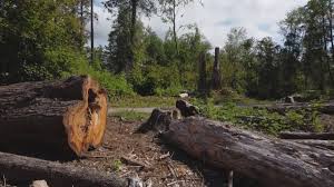 Best Arborist Consultation Services  in Airy Heights, WA