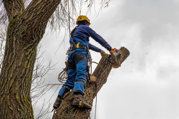 Best Seasonal Cleanup (Spring/Fall)  in Airy Heights, WA