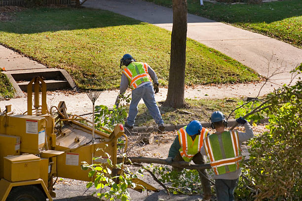 Best Tree Health Inspection  in Airy Heights, WA