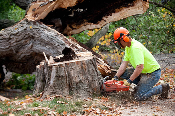 Best Emergency Tree Removal  in Airy Heights, WA