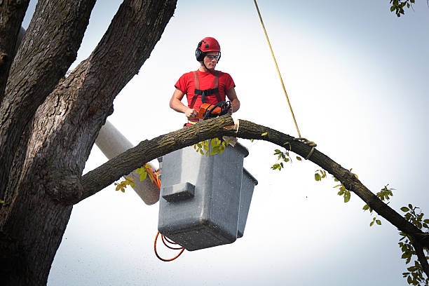 Best Fruit Tree Pruning  in Airy Heights, WA