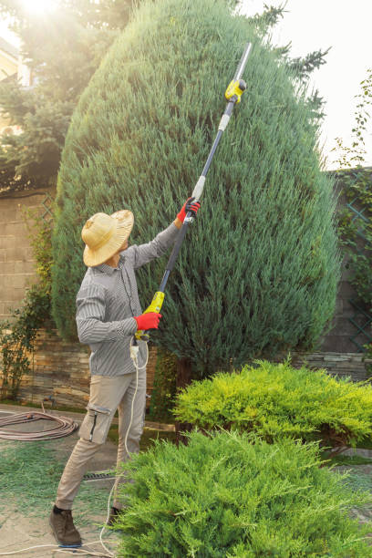 Trusted Airway Heights, WA Tree Removal Experts