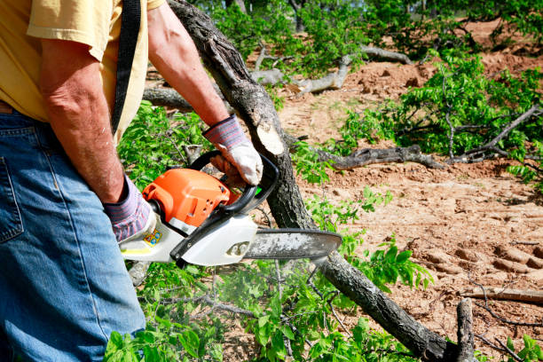 Best Tree Disease Treatment  in Airy Heights, WA